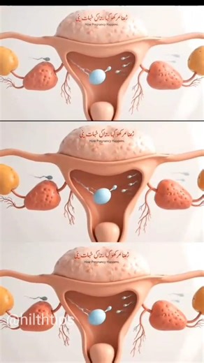 How Sperm Works Inside the Human Body? | Amazing Biology Explained