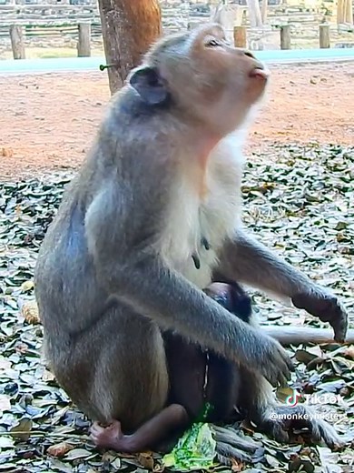 monkey.mister on TikTok