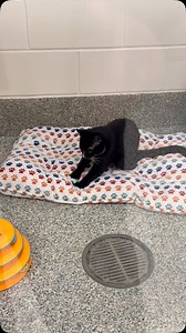 Come adopt Lincoln! Stop by our Boston Adoption Center. We have open adoption hours Tuesday-Sunday from 12pm-3pm – no appointment needed. | MSPCA-Angell