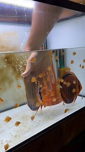 ✨3.3 MILLION views✨ Still my most viral video. Separating discus parents from their fry. Most people only see the moment, very few understand the timing. I don’t separate randomly. I do it when: - The fry are nutritionally independent - OR the parents show early signs of stress or appetite loss Good breeding is not just about raising fry. It’s about protecting the breeders so they can recover, stay strong, and reproduce consistently long term. They gave everything to their babies. Now they rest.
