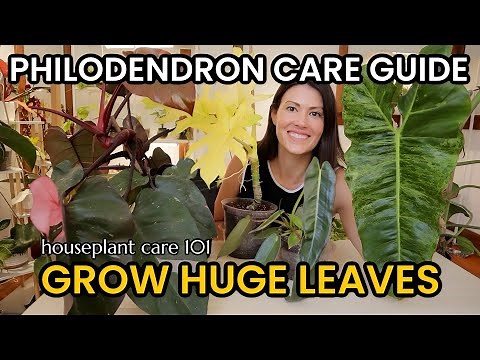 Philodendron Plant Care For HUGE Leaves - How To Water, Lighting, Repotting - Houseplant Care 101