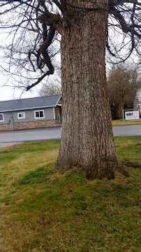 massive elm tree in Deer Park WA