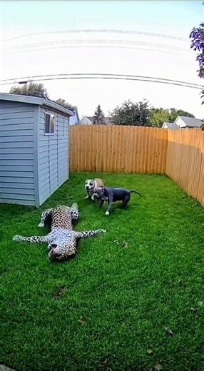 Leopard Jumps Into Yard — Two Pitbulls Caught On Camera! CCTV Real Encounter | AI-Generated 4K