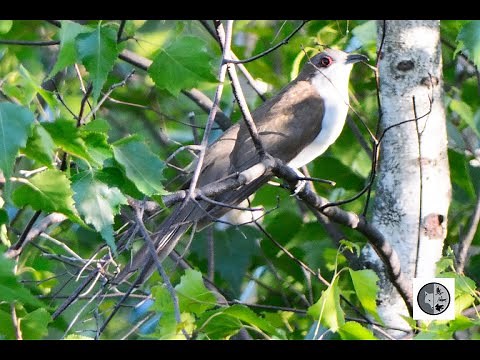 Cri du Coulicou à bec noir/Call of the Black-billed Cuckoo