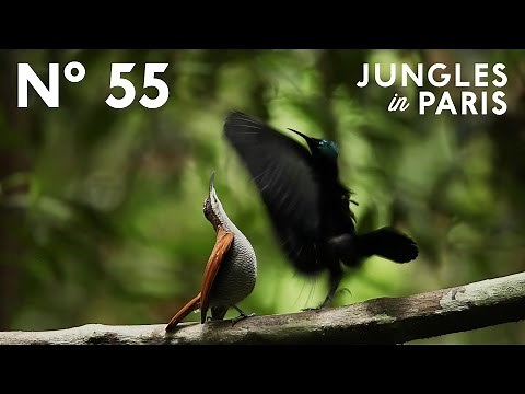 The Magnificent Riflebird's Crazy Courtship Dance (West Papua, Indonesia)