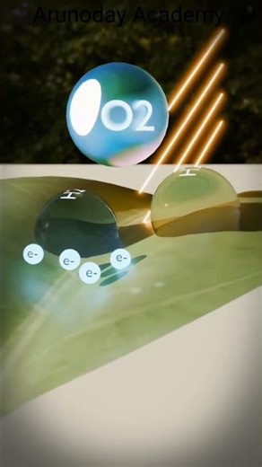Photosynthesis in animation