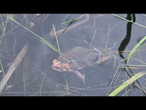 Breeding American Toads