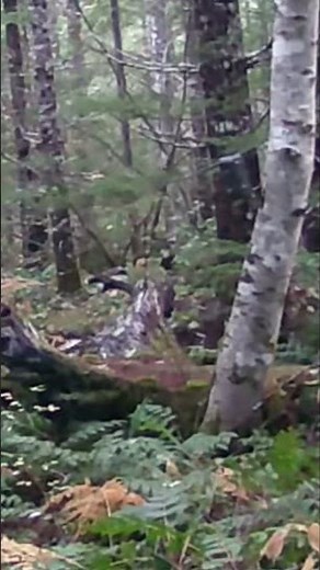 Bobcat Sizes: Males vs. Females Revealed!