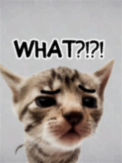 Memes That Make Me Scream: Hilarious Cat Moments