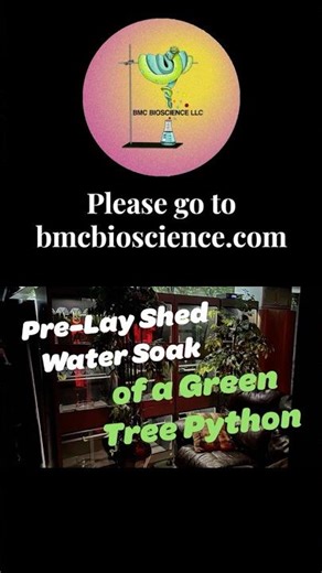 Soaking a Green Tree Python Prior to Pre-Lay Shed