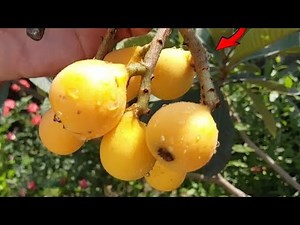 How to grow loquat tree at home in pot and ground