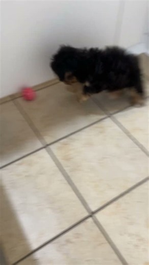 💖 "I Love You!" Adorable Yorkie Poo Puppy Playtime 🎾 | Waggles Roanoke 🐾