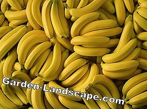 Other: Fungal Diseases - Recognize, Help And Tips - My Beautiful Garden | 2025