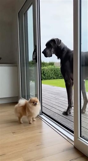 Barks of Fury: Pomeranian Stops Yapping INSTANTLY When Owner Slides Door Open