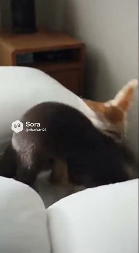 Watch! Otter vs. Fennec Fox Pillow Fight! You Won't Believe Who Wins in This Adorable Battle #Shorts