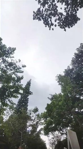 enjoy the gentle breeze #nature #memory #park #garden #shorts