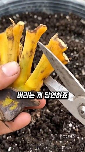 Why plant discarded banana cores again?