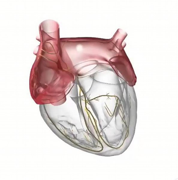 42K views · 315 reactions | What is this heart rhythm? . . Animation by @chart_peeps . . Follow @Cardiovisual for more Cardiology related information . . #arrhythmia #FOAMed #medschool #medstudent #nursingschool | CardioVisual | Facebook