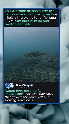 Map Puffer Fish With Tumor Still Thrives