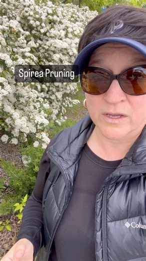 Amy Powers on Instagram: "Did you know that there are three different types of spirea? Some spirea blooms in the spring, and they should be pruned within two weeks of the flowers fading. A very common type of spring blooming spirea is bridal wreath spirea. There is also summer blooming spirea and those types bloom on brand new growth. These types should be pruned in late winter early spring, and you can give them a very good haircut. I like to prune these types and take 30% of the stems all the 