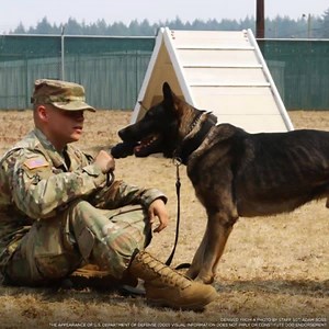 664 reactions · 60 shares | Our midnight deadline is coming up fast, and we still need at least 1,750 people to join the USO in thanking military working dogs – pups that work their tails off to keep us safe at home. Don’t miss your chance to sign the card thanking these adorable aides and their handlers! | USO | Facebook