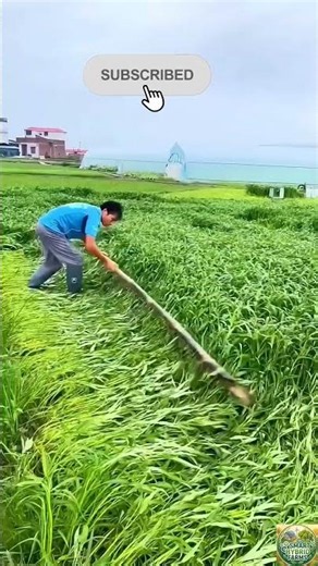 Smart Farming Techniques: How Farmers Level Dense Grass & Crop Fields #agritech #farming #viral