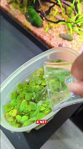 SIMPLE Trick To Remove Duckweed From Your Aquarium