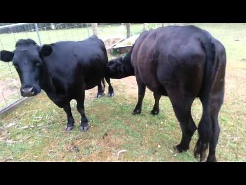 Cow Milking another cow