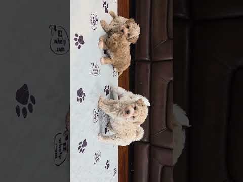 FOUR Mini Aussiedoodle estimated adult weight 10-14 lbs Call or text 904-838-9628 
