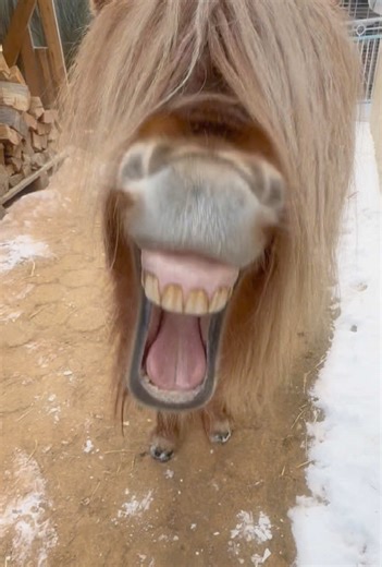 #fürdich #petsoftiktok #pet #pony #sheep