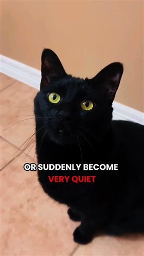 Why Do Cats Cry? (It’s Not What You Think!)#WhyCatsCry#CatBehavior#CatTips#CatLovers#PetCare#Shorts