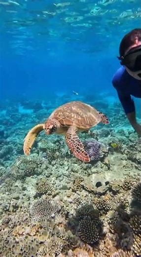 Snorkeling over the Great Barrier Reef