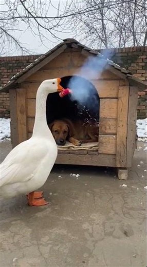 Hello buddy This is a gift for you Surprise inside just for you #giftideas #surprise #fun