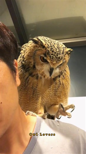 Very cute owl🦉🌻 #owl | Owl Lovers
