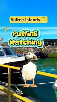 Puffin Watching in Ireland 🇮🇪 | Saltee Islands, Co. Wexford
