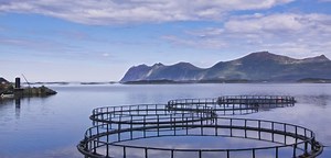 ASC CONSULTATION TO IMPROVE WELFARE OF FARMED FISH