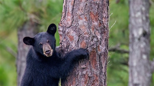 12 rehabilitated bear cubs were returned to the wild. Several are in Western North Carolina