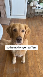  Our Yak Chews are the perfect all-natural, and long-lasting chew to keep any dog happily occupied. In various dimensions and for all dog sizes!⁣⁣⁣ ⁣ ✔️ Special flavored chews⁣ ✔️ Protein-rich and highly digestible ✔️ Help improve teeth and gum hygiene ✔️ 100% Authentic Yak Chew From the Himalayas Get our high-quality and long-lasting Yak Chews today. | Safest Dog Chews | Facebook