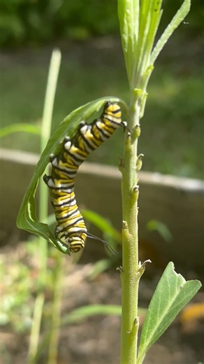 3.2K views · 49 reactions | Hosting #monarch #caterpillars means keeping plenty of #milkweed on hand — it’s the ONLY plant they can eat!  These little munching machines may look hungry now, but every bite fuels their amazing journey into butterflies. 曆 Planting milkweed in your garden helps keep the monarch population thriving. #MonarchButterfly #PollinatorGarden #SaveTheMonarchs #ButterflyGarden #PollinatorFriendly #GardenForWildlife | Gardening Know How | Facebook