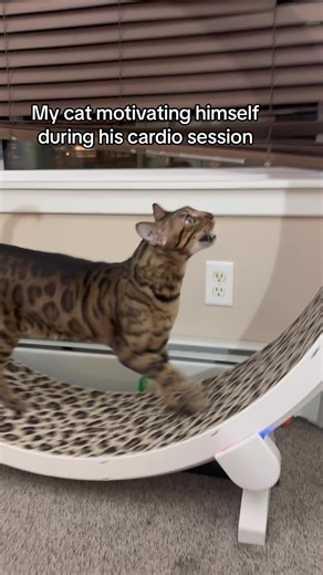 Cat Singing and Working Out Like a Pro