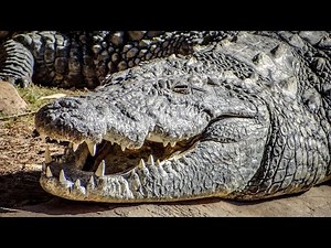 The Secret Life of Crocodiles | Wildlife Documentary on Behavior, Hunting & Survival