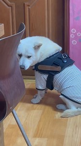 Rich kid na ang dating Wild Dogs 😅 | The Wild Dogs