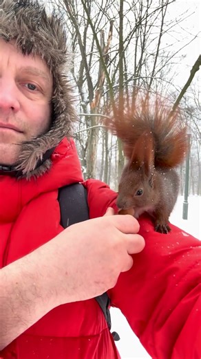 My fluffy friend opening a nut #squirrel #redsquirrel