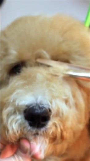 The Fluffiest Face Trim Ever!