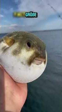 Die 5 teuersten Fische der Wekt