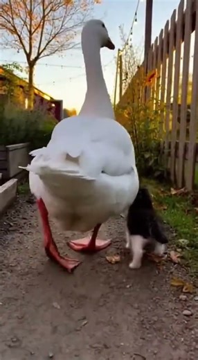 Graceful Walk of the Long-Necked White Goose