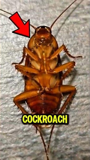 Cockroaches… as Vitamins! 😳 #shorts