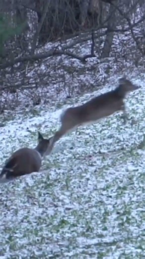 Early Morning Deer Hunting| Nature at Its Best#DeerHunting#HuntingLife#Wildlife#NatureLovers#Hunting