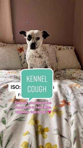 Effective Home Remedies for Kennel Cough in Dogs