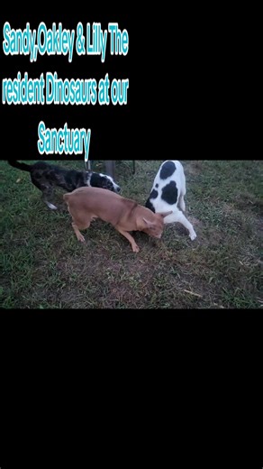 Welcome to the 🦕🦖Dino Ranch! ❤️Timber Ranch🐎 is a single family owned horse Sanctuary in Ava, MO. Who take in rescue horses and have rescued many dogs from our area. We have 24 acres of mostly pasture. We currently house 10 horses, one donkey, and a pack full of rescued dogs. 3 of our newest Rescue horses are permanent residents who are also still rehabbing back to health. Each has a story as unique as them. They all deserve a safe Forever. We have been rehabbing and rescuing horses for over 